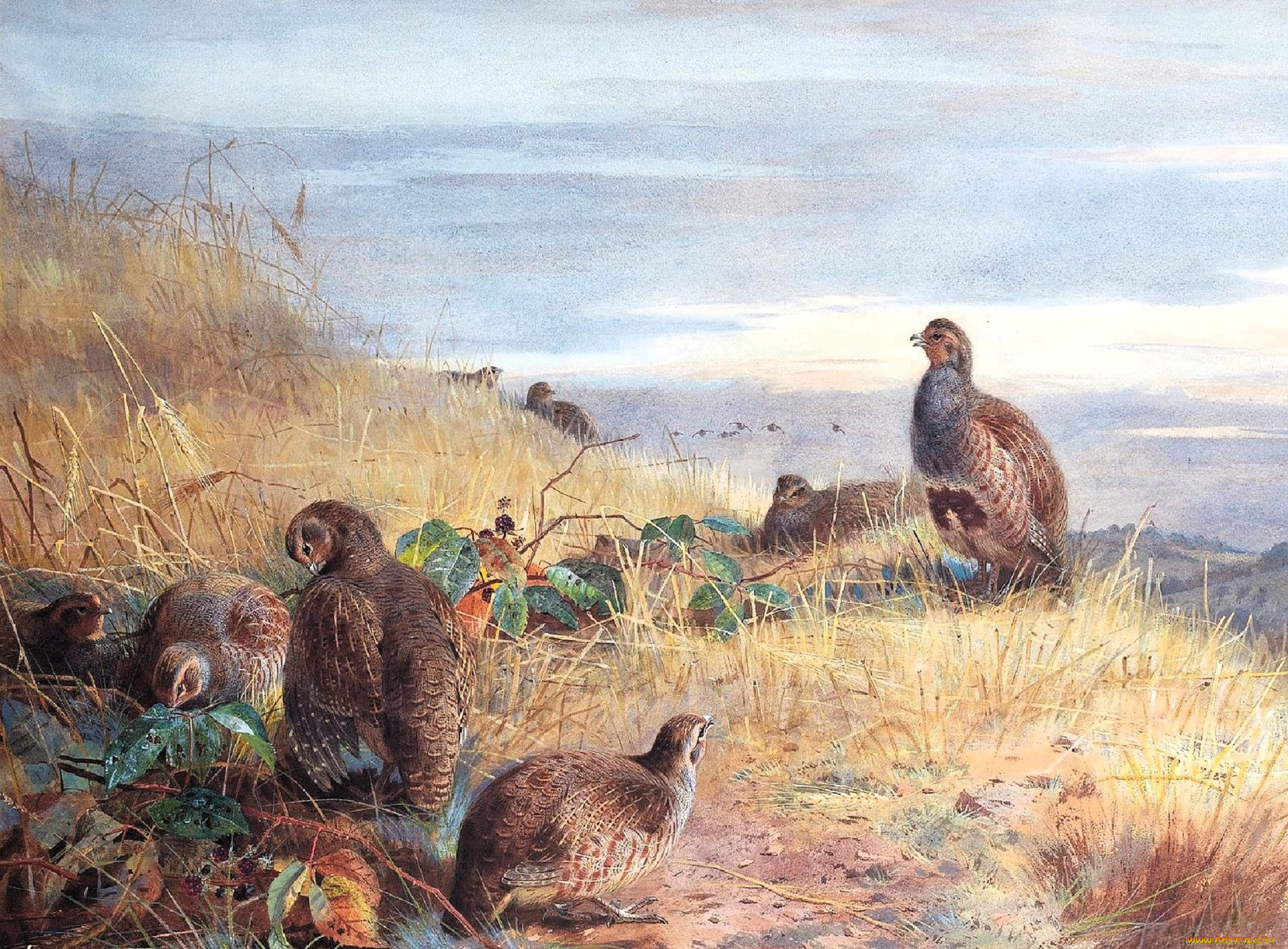 , archibald thorburn, , , , 